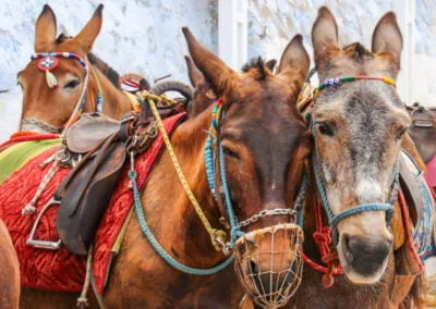 Donkeys Santorini Greece