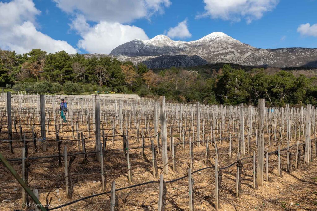 Herceg Novi Wine