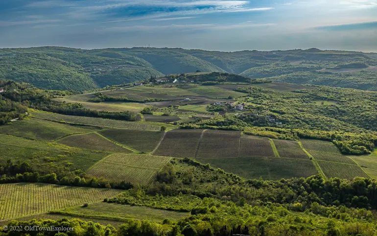 Istria Wine