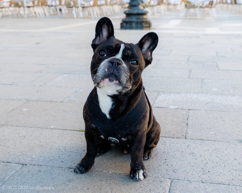 Gus in Venice, Italy Gus in Venice, Italy