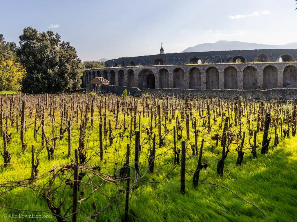 Campania Wine
