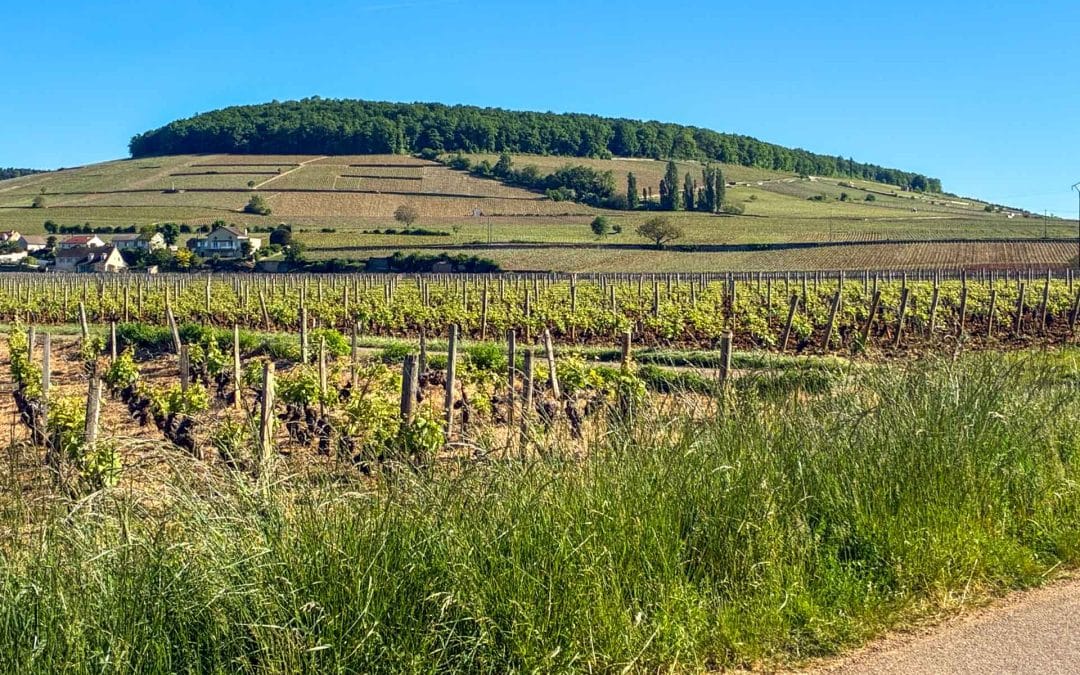 Explore Wineries Around the Hill of Corton, France