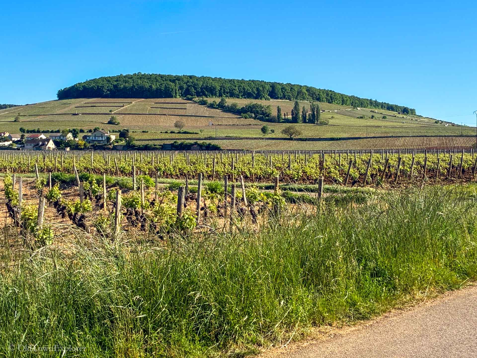 Wineries Around the Hill of Corton